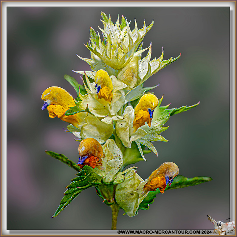 Rhinanthe crête de coq